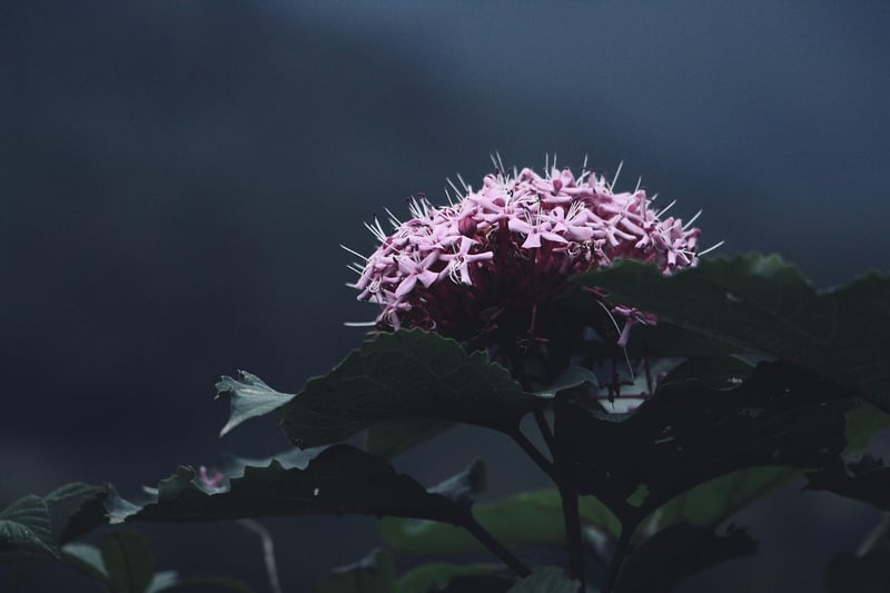 Subdued Voices